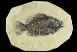 4.6" Fossil Fish (Cockerellites) - Green River Formation - #129688-1